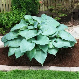 hosta-funkia-moonlight-sonata-1-szt-sadzonka-sadzonki-hosty-funkie