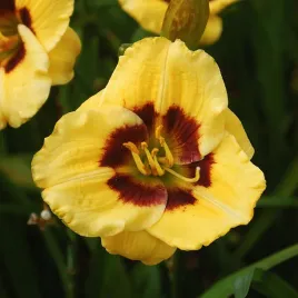 hemerocallis-liliowiec-ogrodowy-janson-salter-1-szt-liliowce-sadzonki