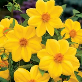 dalia-mignon-zolta-yellow-1-szt-dalie-sadzonki-dalii-sadzonka-duze-bulwy