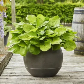 hosta-funkia-ogrodowa-post-it-1-szt-sadzonka-sadzonki-hosty-funkie