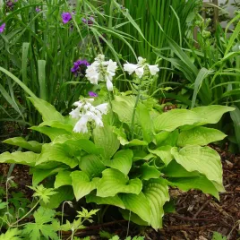 hosta-funkia-ogrodowa-royal-standard-1-szt-sadzonka-sadzonki-hosty-funkie