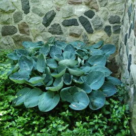 hosta-funkia-ogrodowa-big-daddy-1-szt-sadzonka-sadzonki-hosty-funkie