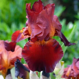 irys-germanica-brodkowy-red-red-wine-1-szt-irysy-sadzonki-irysow-kosaciec