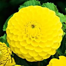 dalia-kulista-golden-torch-1-szt-dalie-sadzonki-dalii-sadzonka-duze-bulwy