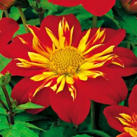 dalia-anemonowa-la-gioconda-1-szt-dalie-sadzonki-dalii-sadzonka-duze-bulwy