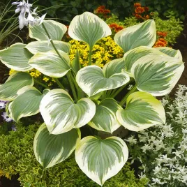 hosta-funkia-ogrodowa-band-of-gold-1-szt-sadzonka-sadzonki-hosty-funkie