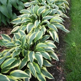 hosta-funkia-ogrodowa-wolverine-1-szt-sadzonka-sadzonki-hosty-funkie