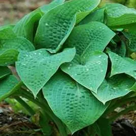 hosta-funkia-marmalade-on-toast-1-szt-sadzonka-sadzonki-hosty-funkie