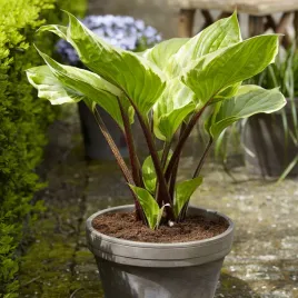 hosta-funkia-ogrodowa-sorbet-1-szt-sadzonka-sadzonki-hosty-funkie