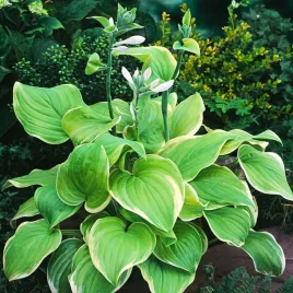 hosta-funkia-fragrant-bouquet-1-szt-sadzonka-sadzonki-hosty-funkie
