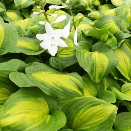 hosta-funkia-ogrodowa-avocado-1-szt-sadzonka-sadzonki-hosty-funkie
