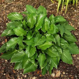 hosta-funkia-ogrodowa-invincible-1-szt-sadzonka-sadzonki-hosty-funkie