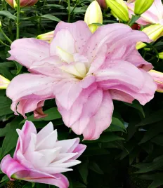 lilia-orientalna-lotus-spring-1-szt-lilie-cebule-lilii-cebulki-pachnaca