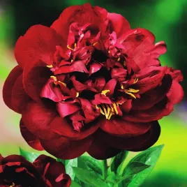 paeonia-piwonia-sadzonka-buckeye-belle-1-szt-piwonie-sadzonki-pachnaca