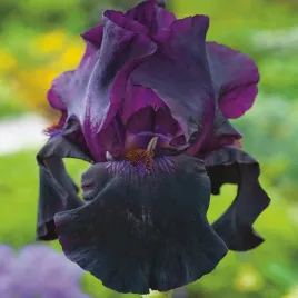 irys-germanica-brodkowy-sunday-punch-1-szt-irysy-sadzonki-irysow-kosaciec