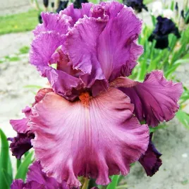 irys-germanica-brodkowy-fashionably-late-1-szt-irysy-sadzonki-irysow