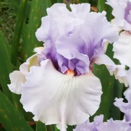 irys-germanica-brodkowy-fogbound-1-szt-irysy-sadzonki-irysow-kosaciec