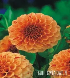 dalia-dekoracyjna-lupin-orange-1-szt-dalie-sadzonki-sadzonka-duze-bulwy