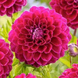dalia-kulista-jowey-marylin-1-szt-dalie-sadzonki-dalii-sadzonka-duze-bulwy