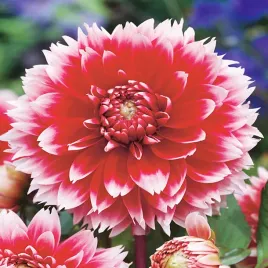 dalia-strzepiasta-red-and-white-fubuki-1-szt-dalie-sadzonki-duze-bulwy