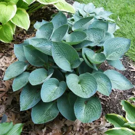 hosta-funkia-ogrodowa-blue-vision-1-szt-sadzonka-sadzonki-hosty-funkie