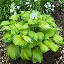 hosta-funkia-stained-glass-1-szt-sadzonka-sadzonki-hosty-funkie