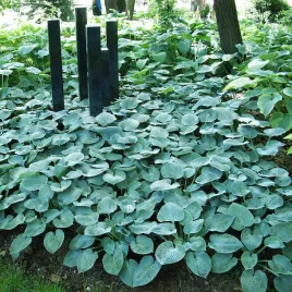 hosta-funkia-buckshaw-blue-1-szt-sadzonka-sadzonki-hosty-funkie