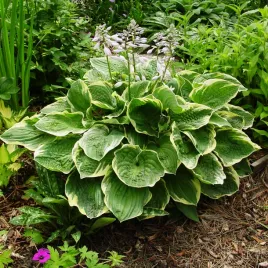 hosta-funkia-christmas-tree-1-szt-sadzonka-sadzonki-hosty-funkie
