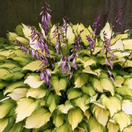 hosta-funkia-lady-guinevere-1-szt-sadzonka-sadzonki-hosty-funkie