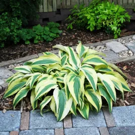 hosta-funkia-lakeside-dragonfly-1-szt-sadzonka-sadzonki-hosty-funkie