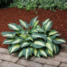 hosta-funkia-ogrodowa-timeless-beauty-1-szt-sadzonka-sadzonki-hosty-funkie