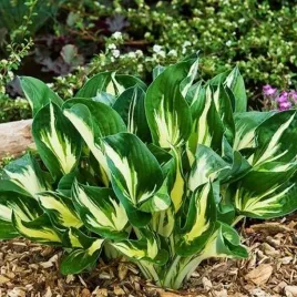 hosta-funkia-ogrodowa-sting-1-szt-sadzonka-sadzonki-hosty-funkie