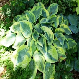hosta-funkia-tokudama-flavocircinalis-1-szt-sadzonka-sadzonki-hosty-funkie