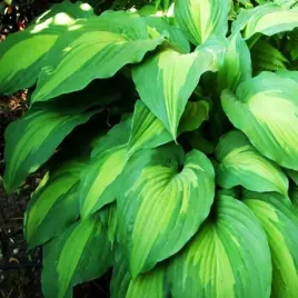hosta-funkia-ogrodowa-elisabeth-1-szt-sadzonka-sadzonki-hosty-funkie