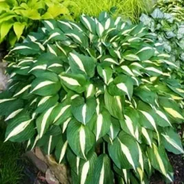 hosta-funkia-ogrodowa-white-bikini-1-szt-sadzonka-sadzonki-hosty-funkie