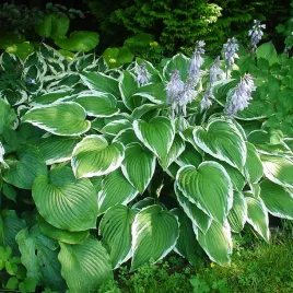 hosta-funkia-ogrodowa-antioch-1-szt-sadzonka-sadzonki-hosty-funkie