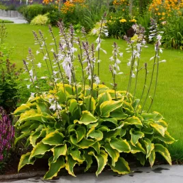 hosta-funkia-ogrodowa-atlantis-1-szt-sadzonka-sadzonki-hosty-funkie