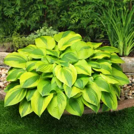 hosta-funkia-ogrodowa-velvet-moon-1-szt-sadzonka-sadzonki-hosty-funkie