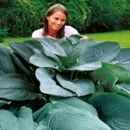 hosta-funkia-ogrodowa-t-rex-1-szt-sadzonka-sadzonki-hosty-funkie