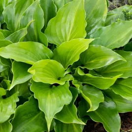 hosta-funkia-ogrodowa-purple-sensation-1-szt-sadzonka-sadzonki-hosty-funkie