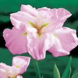 irys-esnata-japonski-monogasumi-1-szt-irysy-sadzonki-kosaciec-sadzonka