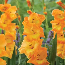 gladiolus-mieczyk-wielkokwiatowy-cornelli-5-szt-mieczyki-cebulki-mieczykow