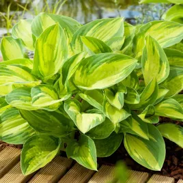 hosta-funkia-ogrodowa-summer-breeze-1-szt-sadzonka-sadzonki-hosty-funkie