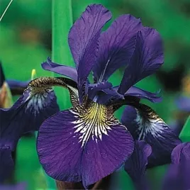 irys-sibirica-caesar-s-brother-1-szt-irysy-sadzonki-kosaciec-sadzonka