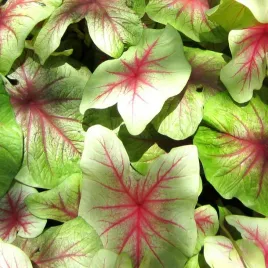 caladium-kaladium-mint-julep-1-szt-sadzonka-bulwa-ozdobne-liscie
