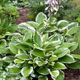 hosta-funkia-yellow-river-1-szt-sadzonka-sadzonki-hosty-funkie