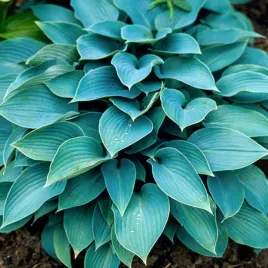 hosta-funkia-ogrodowa-fragrant-blue-1-szt-sadzonka-sadzonki-hosty-funkie