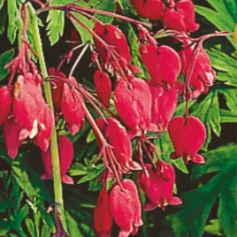 dicentra-formosa-bacchannal-serduszka-pelne-bacchannal-1-szt-sadzonka
