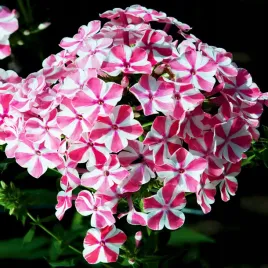 phlox-floks-plomyk-wiechowaty-pepermint-twist-1-szt-floksy-sadzonki-kwiatow