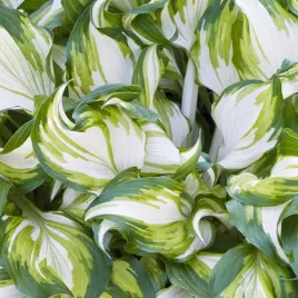 hosta-funkia-undulata-univittata-1-szt-sadzonka-sadzonki-hosty-funkie